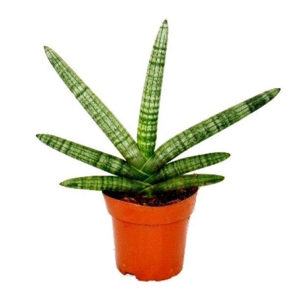 Sansevieria Boncel - white standard pot 