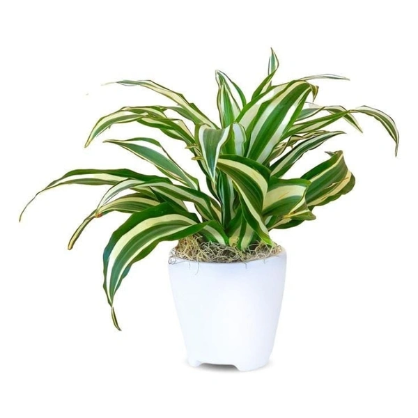 Dracena Victoria White  - brown standard pot 