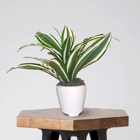 Dracena Victoria White  - brown standard pot 