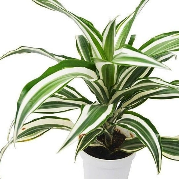 Dracena Victoria White  - white standard pot , 15 - 25 inch