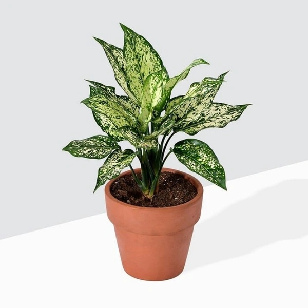Aglaonema Combo ( Snow White And Pink Buety ) - white standard pot , 0.5 - 1 feet