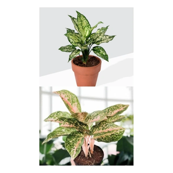 Aglaonema Combo ( Snow White And Pink Buety ) - white standard pot , 0.5 - 1 feet