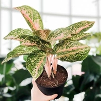 Aglaonema Combo ( Snow White And Pink Buety ) - white standard pot , 0.5 - 1 feet