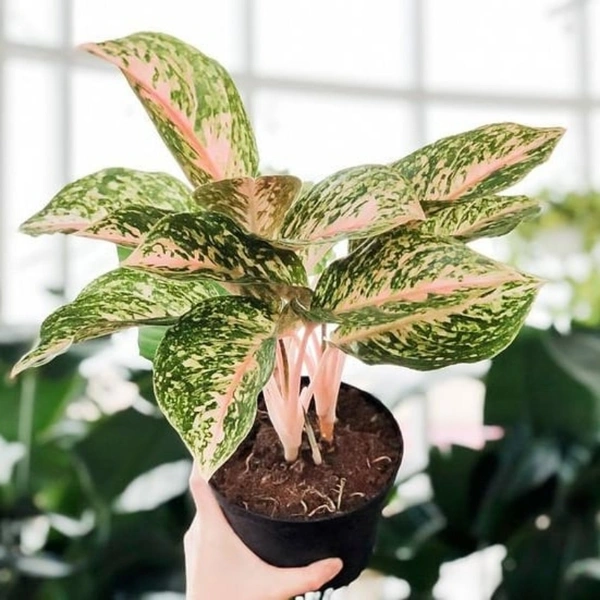 Aglaonema Combo ( Snow White And Pink Buety ) - white standard pot , 0.5 - 1 feet