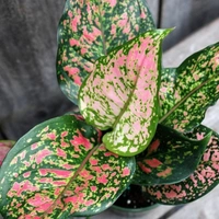 Aglaonema Combo ( Snow White And Pink Buety ) - white standard pot , 0.5 - 1 feet