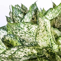 Aglaonema Combo ( Snow White And Pink Buety ) - white standard pot , 0.5 - 1 feet