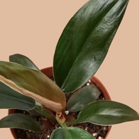 Philodendron Black Cardinal  - white standard pot , 0.5 -1 feet