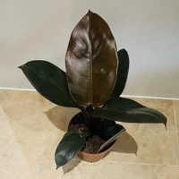Philodendron Black Cardinal  - white standard pot , 0.5 -1 feet