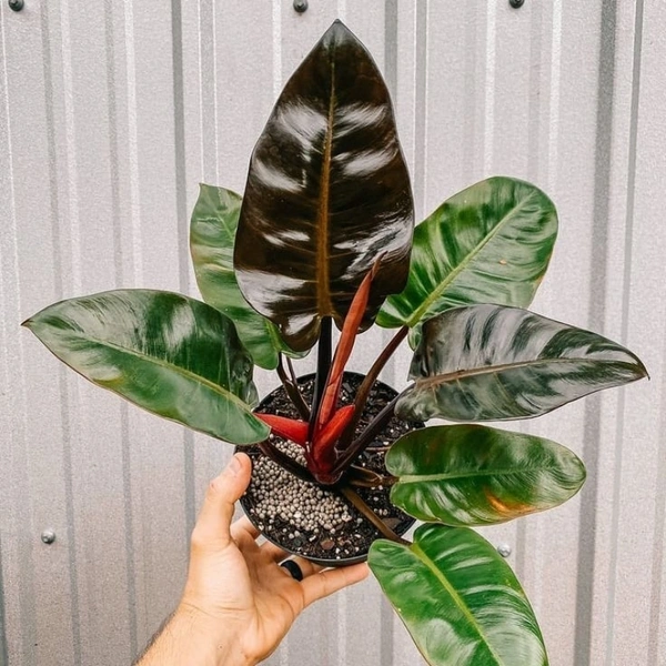 Philodendron Black Cardinal  - brown standard pot