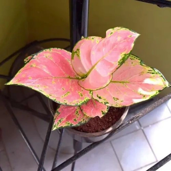 Aglaonema lady valentine - white standard pot 