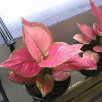 Aglaonema lady valentine - white standard pot 