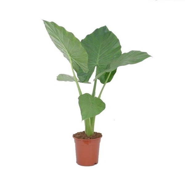 Alocasia Macrorrhiza  - brown standard pot , 1 - 2 feet