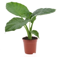 Alocasia Macrorrhiza  - brown standard pot , 1 - 2 feet