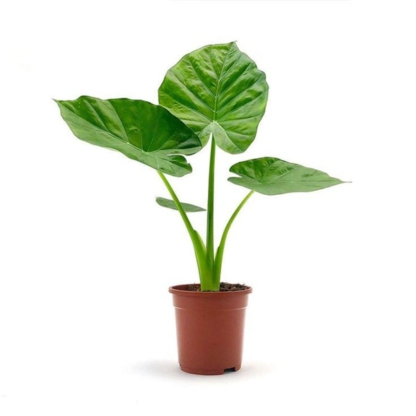 Alocasia Macrorrhiza  - black standard pot