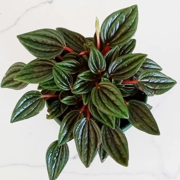Peperomia Rosso  - white standard pot 