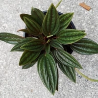 Peperomia Rosso  - white standard pot 
