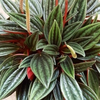 Peperomia Rosso  - white standard pot 