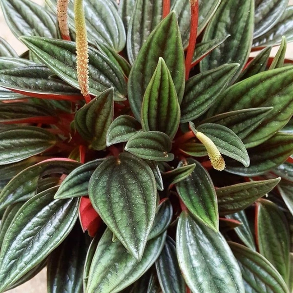 Peperomia Rosso  - white standard pot 