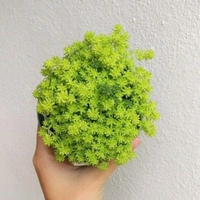 Sedum Angelina  - standard hanging pot , 10 - 12 inch
