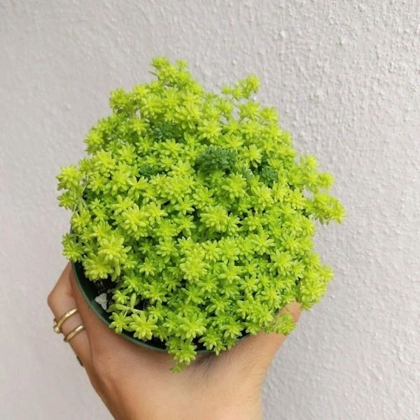 Sedum Angelina  - standard hanging pot , 10 - 12 inch