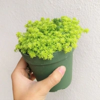 Sedum Angelina  - standard hanging pot , 10 - 12 inch