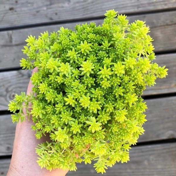 Sedum Angelina  - standard hanging pot , 10 - 12 inch