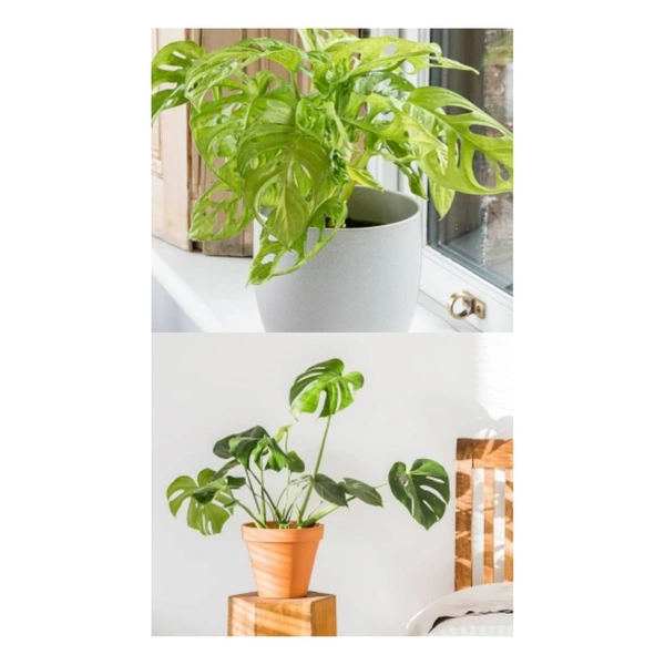 Monstera Combo ( Broken Heart And Deliciosa ) - brown standard pot