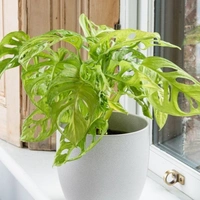 Monstera Combo ( Broken Heart And Deliciosa ) - brown standard pot