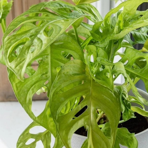 Monstera Combo ( Broken Heart And Deliciosa ) - brown standard pot