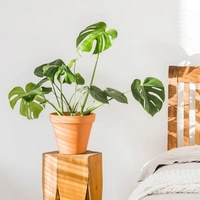 Monstera Combo ( Broken Heart And Deliciosa ) - brown standard pot