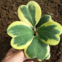 Hoya Kerri ( Medium ) - brown standard pot , 12 - 15 inch