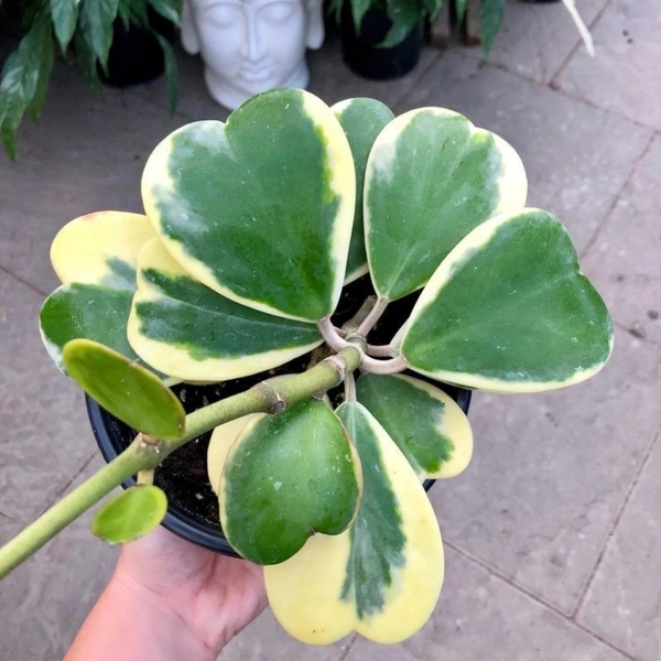 Hoya Kerri ( Medium ) - brown standard pot , 12 - 15 inch