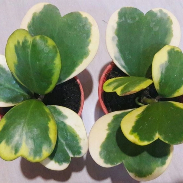 Hoya Kerri ( Medium ) - brown standard pot , 12 - 15 inch