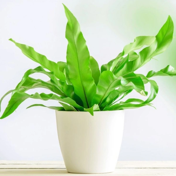 Bird Nest Fern  - brown standard pot 