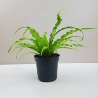 Bird Nest Fern  - black standard pot 