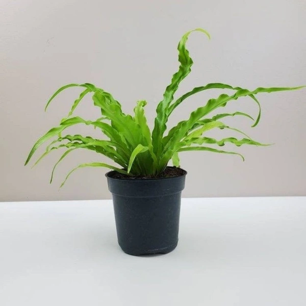 Bird Nest Fern  - black standard pot 