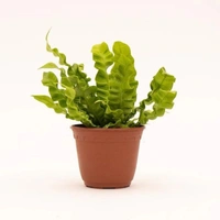 Bird Nest Fern  - self watering pot 
