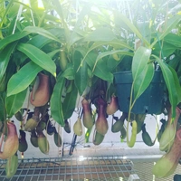 Pitcher Plant  - standard hanging pot , 12 - 15 inch 