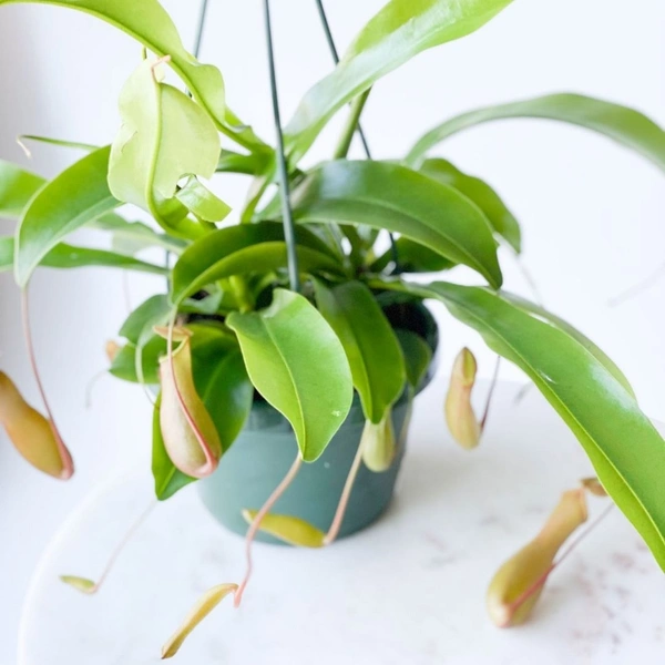 Pitcher Plant  - standard hanging pot , 12 - 15 inch 