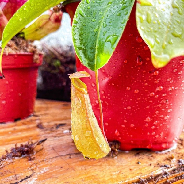 Pitcher Plant  - standard hanging pot , 12 - 15 inch 