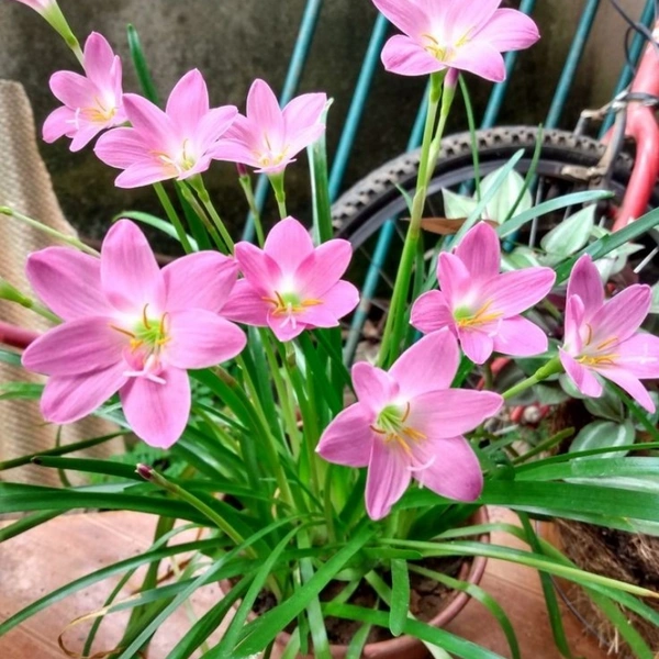 Rain Lily Pink - white standard pot , 12 - 15 inch
