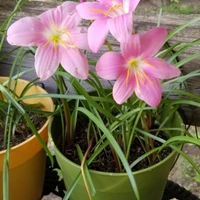 Rain Lily Pink - brown standard pot , 12 - 15 inch 