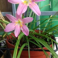 Rain Lily Pink - brown standard pot , 12 - 15 inch 