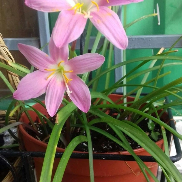 Rain Lily Pink - brown standard pot , 12 - 15 inch 