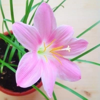 Rain Lily Pink - brown standard pot , 12 - 15 inch 