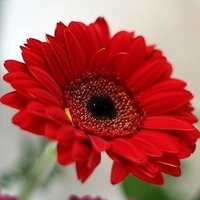 Gerbera Red  - brown standard pot , 15 - 18 inch
