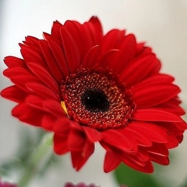 Gerbera Red  - brown standard pot , 15 - 18 inch