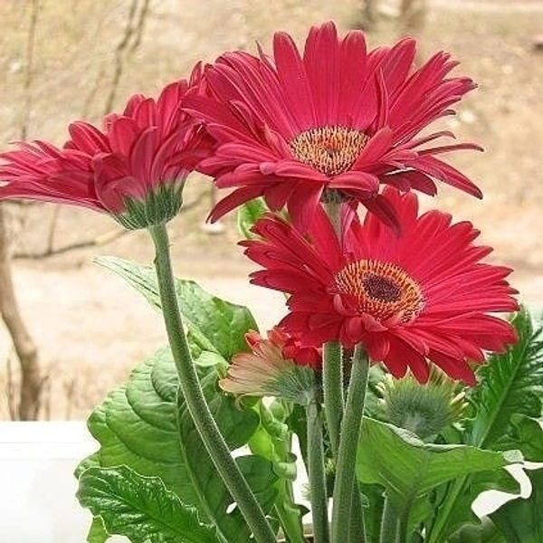 Gerbera Red  - brown standard pot , 15 - 18 inch