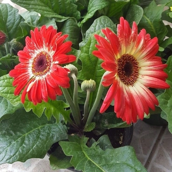 Gerbera Red  - brown standard pot , 15 - 18 inch