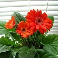 Gerbera Orange  - brown standard pot , 15 - 18 inch
